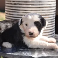 Pepper-Reduced price, a female Sheepadoodle for sale in Phoenix, AZ – Photo 6 of 8