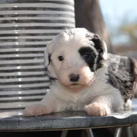 Pepper-Reduced price, a female Sheepadoodle for sale in Phoenix, AZ – Photo 3 of 8