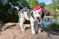 Shasta Mini Sheepadoodle, a female Sheepadoodle for sale in Phoenix, AZ – 5 of 9
