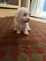 Sugar Micro Mini/Blue Eyes, a male Sheepadoodle for sale in Phoenix, AZ – 9 of 9