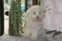 Sugar Micro Mini/Blue Eyes Sheepadoodle Reduced, a male Old English Sheepdog and Poodle - Miniature  for sale in Phoenix, AZ – 4 of 10