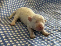 Sugar Micro Mini, a male Old English Sheepdog and Poodle - Toy  for sale in Phoenix, AZ – 6 of 10