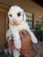 Snowflake Micro Mini / Blue Eyes, a female Poodle - Toy  and Sheepadoodle for sale in Phoenix, AZ – 7 of 9
