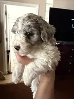 Kiwi Micro Mini Sheepadoodle, a male Poodle - Toy  and Sheepadoodle for sale in Phoenix, AZ – 10 of 10