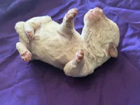 Casper Micro Miniture, a male Old English Sheepdog and Poodle - Toy  for sale in Phoenix, AZ – 6 of 6