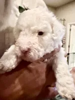 Sugar Micro Mini Doodle with Blue Eyes, a male Poodle - Toy  and Sheepadoodle for sale in Phoenix, AZ – 5 of 6