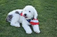 Rufas Mini Sheepadoodle, a male Sheepadoodle for sale in Phoenix, AZ – 5 of 8