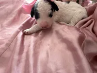 Daisy, a female Sheepadoodle and Poodle - Standard  for sale in Phoenix, AZ – 5 of 7