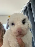 Snowflake Micro Mini Doodle with Blue Eyes, a female Old English Sheepdog and Poodle - Toy  for sale in Phoenix, AZ – 7 of 9
