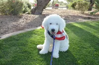 Rufas Mini Sheepadoodle, a male Sheepadoodle for sale in Phoenix, AZ – 3 of 8
