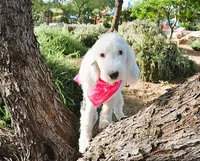 Lulu Mini Sheepadoodle, a female Sheepadoodle for sale in Phoenix, AZ – 4 of 7