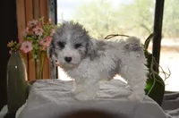Kiwi micro Miniture, a male Old English Sheepdog and Poodle - Toy  for sale in Phoenix, AZ – 2 of 7