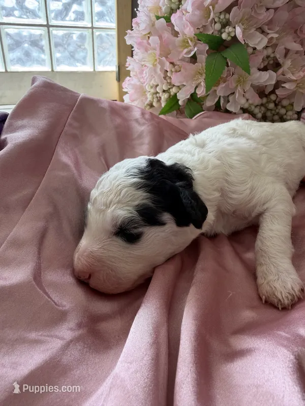 Daisy – Sheepadoodle, Poodle - Standard  puppy for sale in Phoenix, AZ