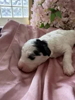 Daisy, a female Sheepadoodle and Poodle - Standard  for sale in Phoenix, AZ – 1 of 7