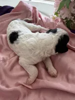 Daisy, a female Sheepadoodle and Poodle - Standard  for sale in Phoenix, AZ – 2 of 7