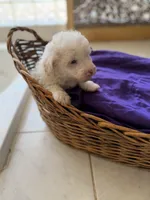 Casper Micro Mini Doodle with Blue Eyes, a male Old English Sheepdog and Poodle - Toy  for sale in Phoenix, AZ – 4 of 5