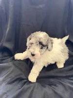 Yogi Micro Miniture Sheepadoodle, a male Old English Sheepdog and Poodle - Toy  for sale in Phoenix, AZ – 5 of 8