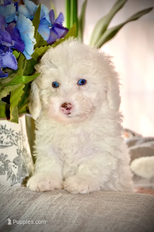 Casper Micro Mini/ Blue Eyes – Old English Sheepdog, Poodle - Toy  puppy for sale in Phoenix, AZ