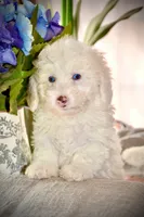 Casper Micro Mini Blue Eyes Reduced, a male Old English Sheepdog and Poodle - Toy  for sale in Phoenix, AZ – 1 of 9