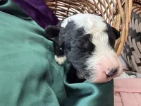 Atlas, a male Sheepadoodle and Poodle - Standard  for sale in Phoenix, AZ – 2 of 5