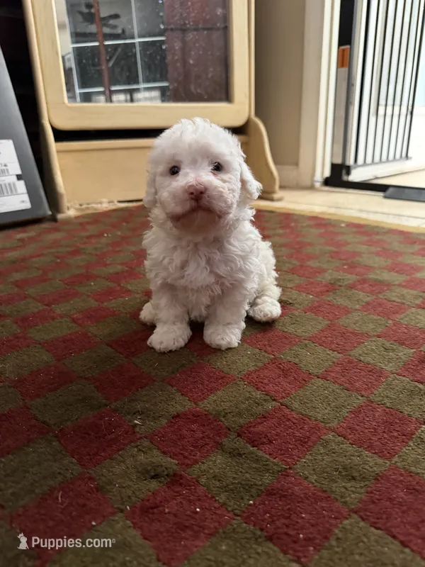 Sugar Micro Mini Doodle with Blue Eyes – Poodle - Toy , Sheepadoodle puppy for sale in Phoenix, AZ