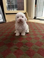 Sugar Micro Mini/Blue Eyes, a male Sheepadoodle for sale in Phoenix, AZ – 1 of 9