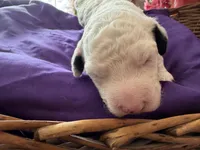 MAX, a male Sheepadoodle and Poodle - Standard  for sale in Phoenix, AZ – 2 of 5