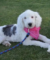 Lulu Mini Sheepadoodle, a female Sheepadoodle for sale in Phoenix, AZ – 3 of 7