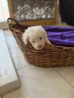 Casper Micro Mini Doodle with Blue Eyes, a male Poodle - Toy  and Sheepadoodle for sale in Phoenix, AZ – 4 of 5