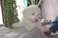 Sugar Micro Mini/Blue Eyes Sheepadoodle Reduced, a male Sheepadoodle for sale in Phoenix, AZ – 4 of 9