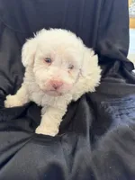 Sugar Micro Mini Doodle with Blue Eyes, a male Poodle - Toy  and Sheepadoodle for sale in Phoenix, AZ – 3 of 6