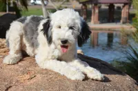 Shasta Mini Sheepadoodle, a female Sheepadoodle for sale in Phoenix, AZ – 9 of 9