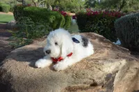 Rufas Mini Sheepadoodle, a male Sheepadoodle for sale in Phoenix, AZ – 4 of 8