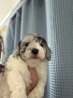 Yogi Micro Mini Sheepadoodle , a male Poodle - Toy  and Sheepadoodle for sale in Phoenix, AZ – 6 of 8