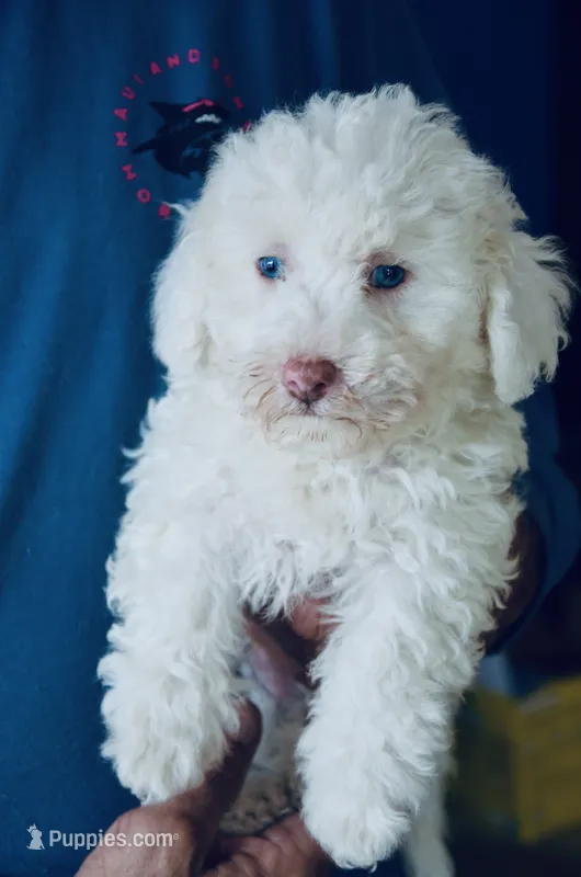 Sugar Micro Mini/Blue Eyes – Old English Sheepdog, Poodle - Miniature  puppy for sale in Phoenix, AZ