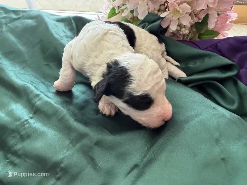 Cooper – Sheepadoodle, Poodle - Standard  puppy for sale in Phoenix, AZ