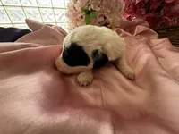 Michelle, a female Sheepadoodle and Poodle - Standard  for sale in Phoenix, AZ – 3 of 4