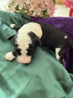 Atlas, a male Sheepadoodle and Poodle - Standard  for sale in Phoenix, AZ – 1 of 5