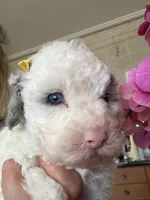Snowflake Micro Mini Doodle with Blue Eyes, a female Old English Sheepdog and Poodle - Toy  for sale in Phoenix, AZ – 4 of 9