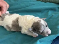 Jade Micro Miniture, a male Old English Sheepdog and Poodle - Toy  for sale in Phoenix, AZ – 4 of 7