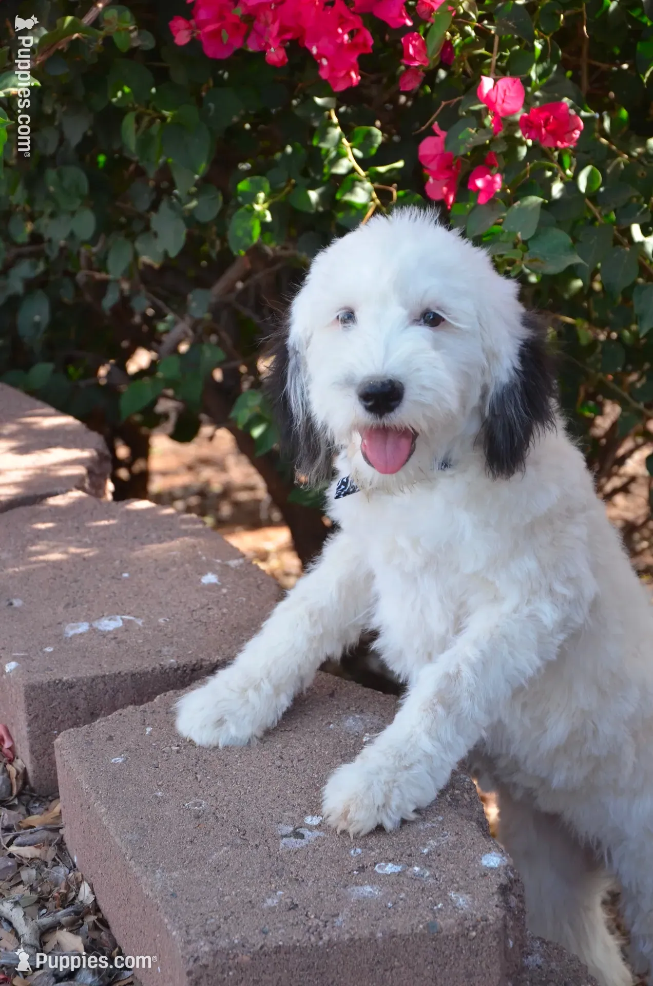 Shasta Mini Sheepadoodle, a female Sheepadoodle for sale in Phoenix, AZ – 8 of 9