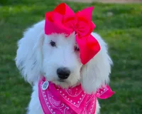 Lulu Mini Sheepadoodle, a female Sheepadoodle for sale in Phoenix, AZ – 6 of 7