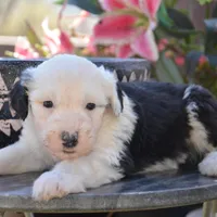 Shasta-Reduced price, a female Sheepadoodle for sale in Phoenix, AZ – Photo 1 of 4