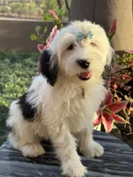 Shasta, a female Sheepadoodle for sale in Phoenix, AZ – Photo 6 of 8