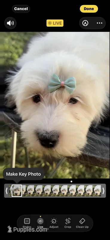 Shasta-Reduced price – Sheepadoodle puppy for sale in Phoenix, AZ