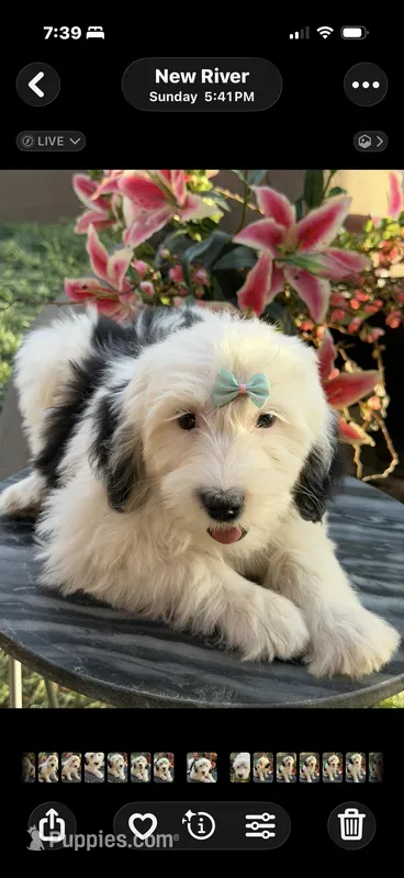 Shasta Price drop – Sheepadoodle puppy for sale in Phoenix, AZ