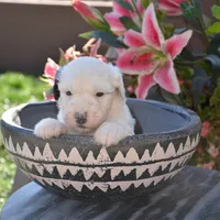 Shasta-Reduced price, a female Sheepadoodle for sale in Phoenix, AZ – Photo 2 of 4