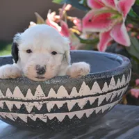 Shasta-Reduced price, a female Sheepadoodle for sale in Phoenix, AZ – Photo 3 of 4