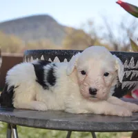 LuLu-Reduced price, a female Sheepadoodle for sale in Phoenix, AZ – Photo 3 of 6