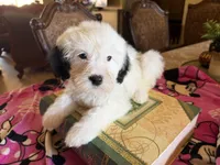 Shasta, a female Sheepadoodle for sale in Phoenix, AZ – Photo 8 of 8